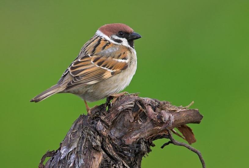 Feldsperling, © M. Schäf