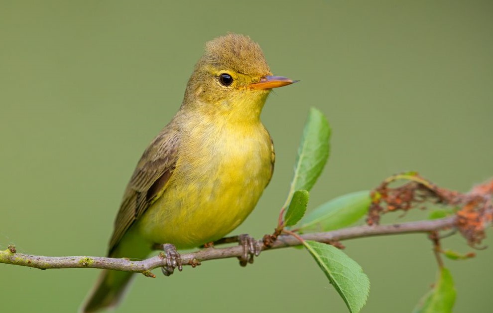 Gelbspötter, © M. Schäf