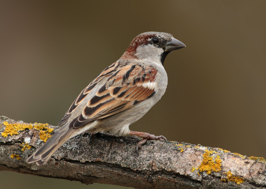 Haussperling, © S. Pfützke