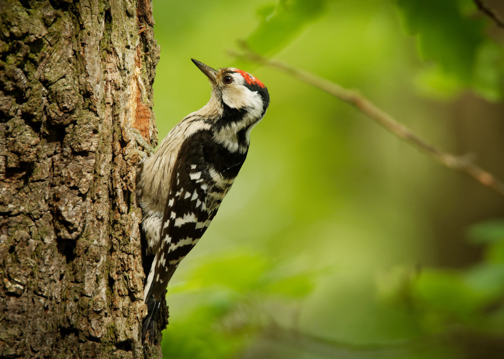 Kleinspecht, © Adobe Stock_phototrip.cz