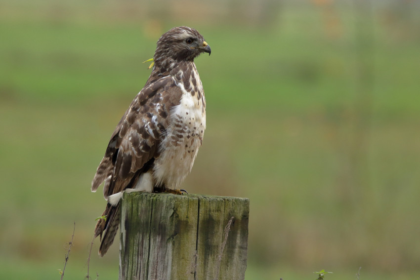 Mäusebussard, © S. Pfützke