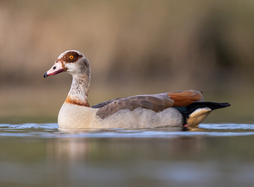 Nilgans, © H. Glader