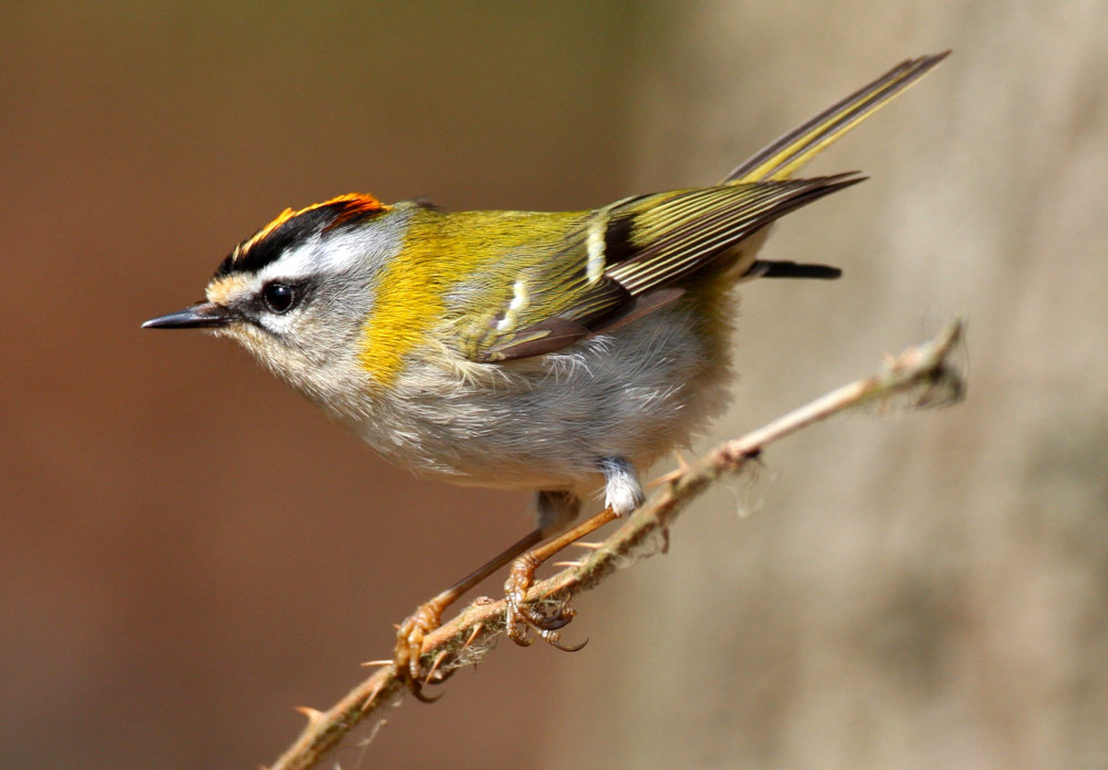 Sommergoldhähnchen, © S. Pfützke