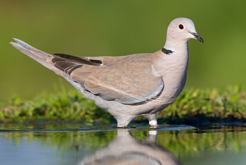 Türkentaube, © M. Schäf