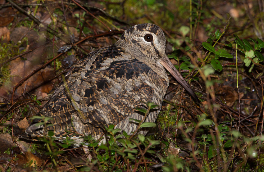 Waldschnepfe, © S. Pfützke