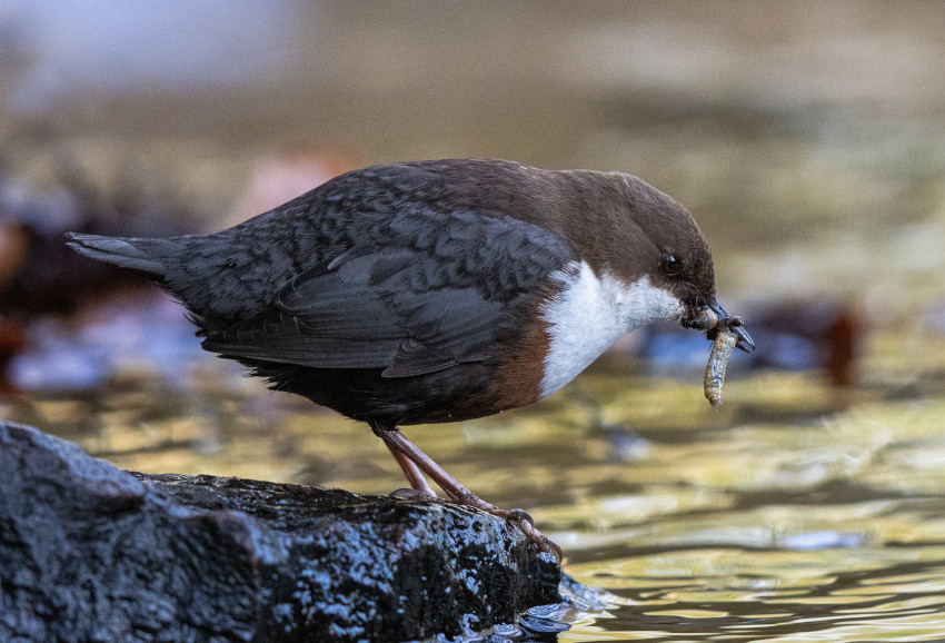 Wasseramsel, © H. Glader