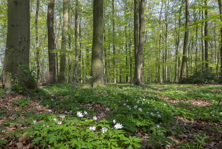Buchenwaldfläche in NRW, © Adobe Stock_A. Reinert