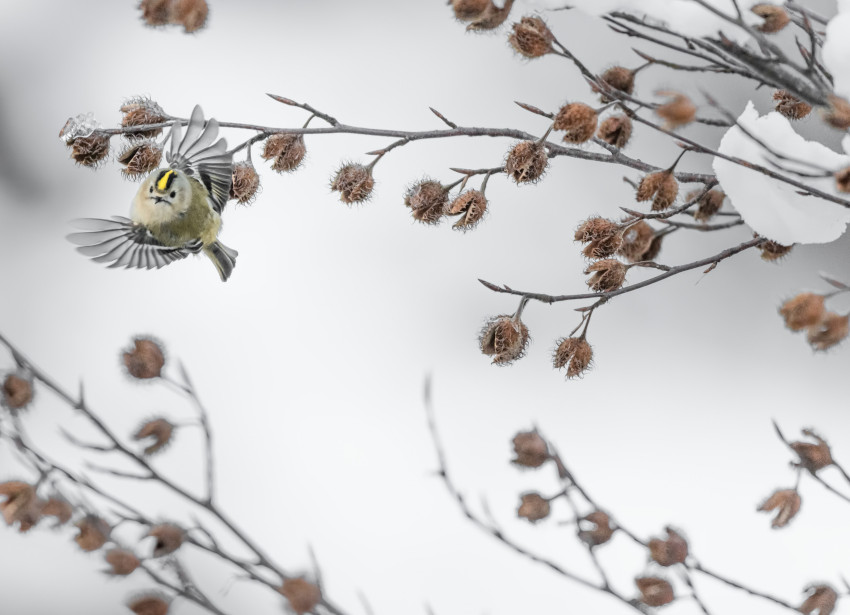 Temperaturindex der Vogelartengemeinschaft, © Adobe Stock_manuel