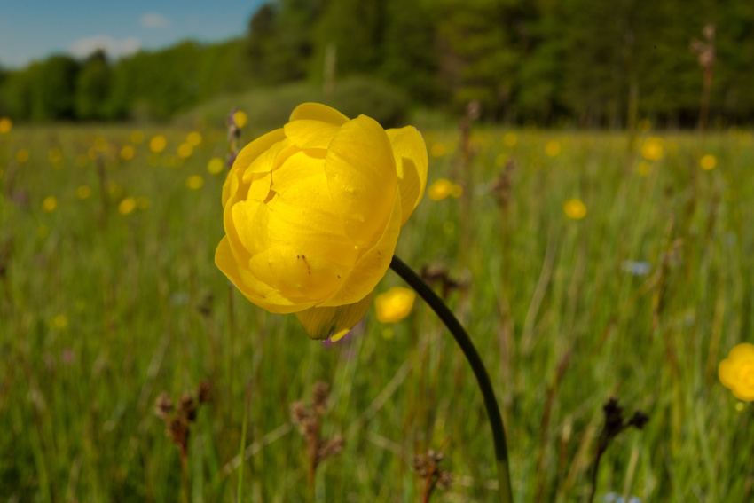 Klimasensitive Pflanzenarten, © Adobe Stock_K. Brauner