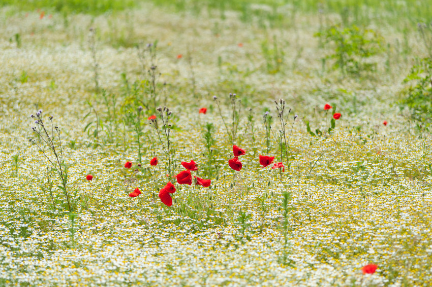 Ackerbrachen, © Adobe Stock_azureus70