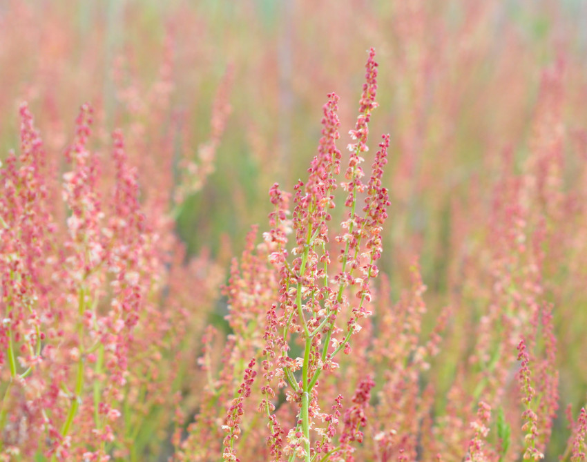 Kleiner Sauerampfer, © Adobe Stock_spline