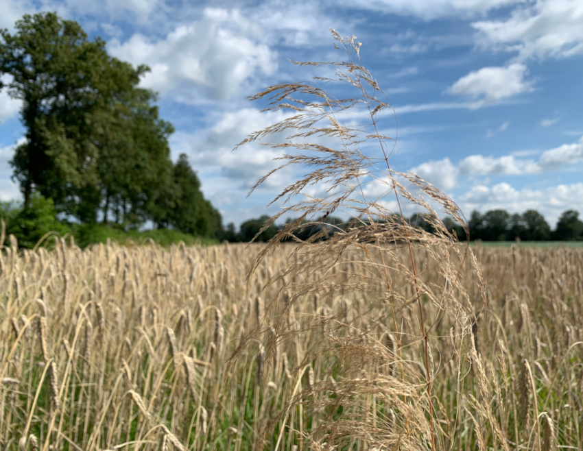 Gemeiner Windhalm, © Adobe Stock_Joanna